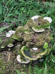 Trametes gibbosa