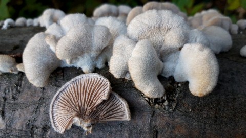 Schizophyllum commune