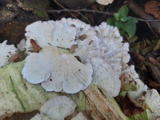 Trichaptum biforme