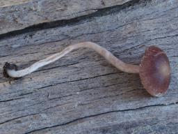 Psathyrella bipellis