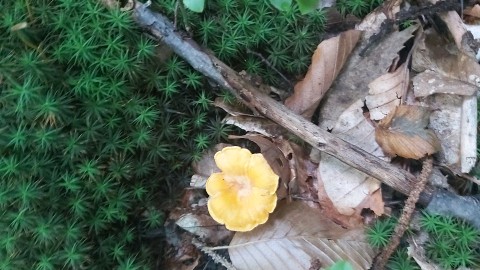 Cantharellus cibarius