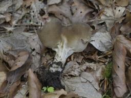 Helvella acetabulum