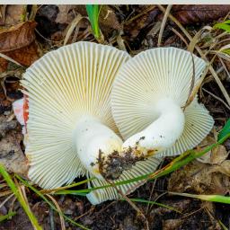 Russula nobilis