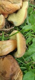 Hortiboletus bubalinus