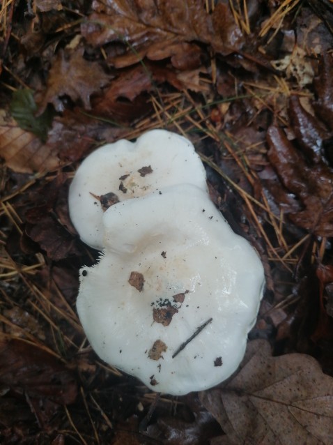 Tricholoma columbetta