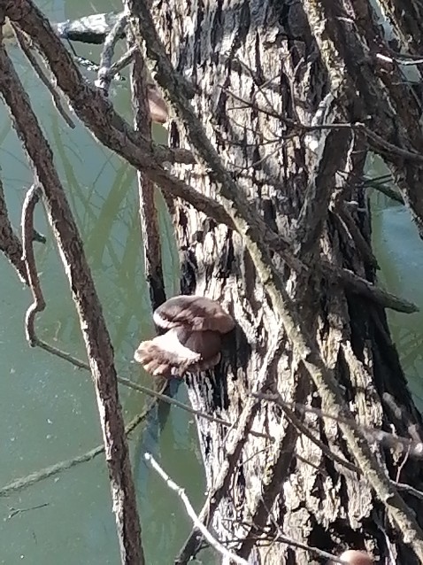 Pleurotus ostreatus