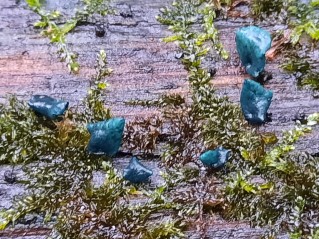 Chlorociboria aeruginascens