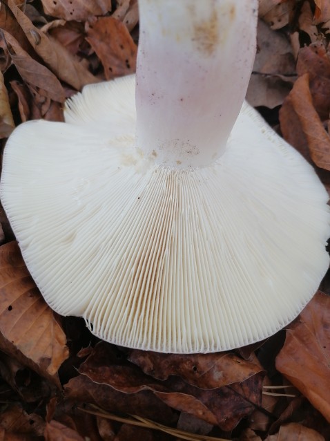 Russula cyanoxantha