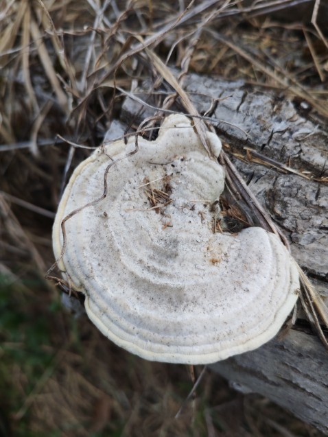 Trametes hirsuta