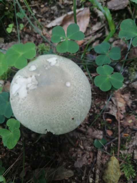 Russula virescens