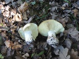 Leucopaxillus tricolor