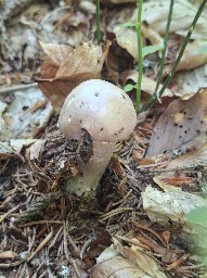 Cortinarius caperatus