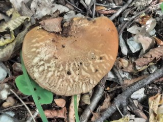 Paxillus rubicundulus