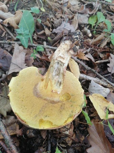 Butyriboletus fuscoroseus