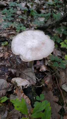 Megacollybia platyphylla