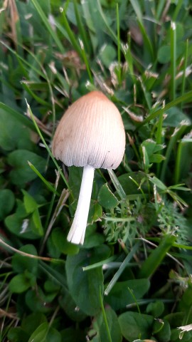 Coprinellus micaceus