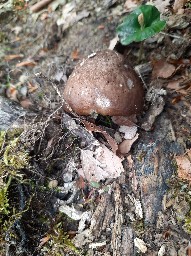 Pluteus cervinus