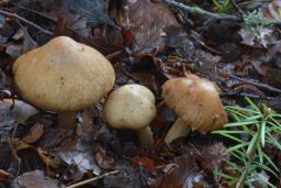 Inocybe pyriodora