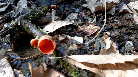 Sarcoscypha austriaca