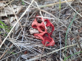 Clathrus ruber