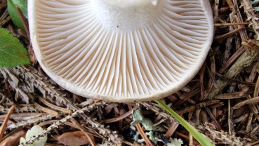 Hygrophorus agathosmus