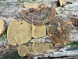 Phellinopsis conchata