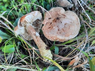 Tricholoma bufonium