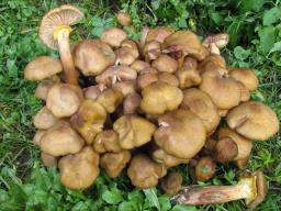 Armillaria gallica