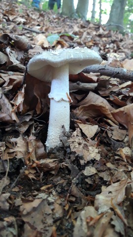 Amanita excelsa