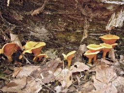 Hygrophoropsis aurantiaca