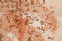 Conocybe macrospora
