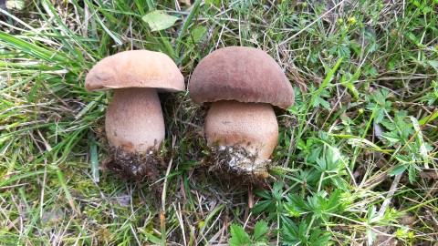 Boletus reticulatus