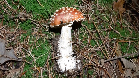 Amanita muscaria