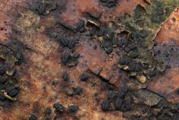 Hysterographium fraxini