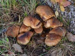 Pholiota squarrosa