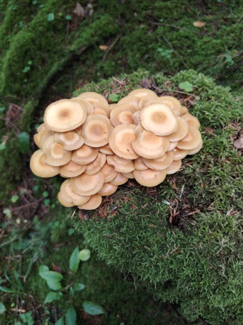 Kuehneromyces mutabilis