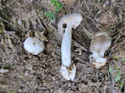 Amanita amplivelata