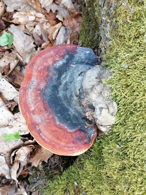 Fomitopsis pinicola