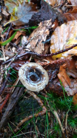 Hygrophorus olivaceoalbus