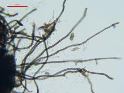 Lentomitella crinigera