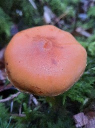 Pholiota astragalina