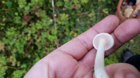 Hygrophorus chrysodon