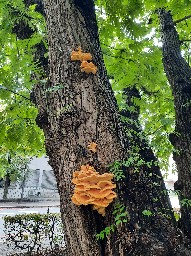 Laetiporus sulphureus