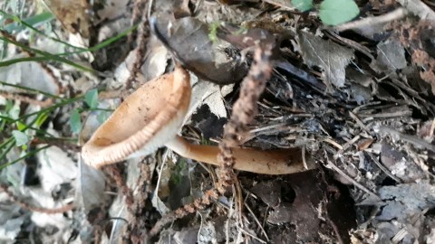 Amanita fulva