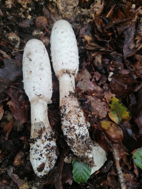 Coprinus comatus