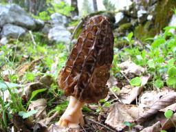 Morchella conica