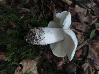 Tricholoma columbetta