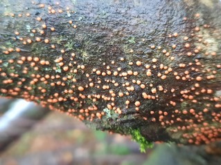 Nectria cinnabarina