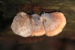 Lentinellus ursinus