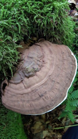 Ganoderma applanatum